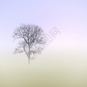 薄雾清晨草地农村环境场地背景图片