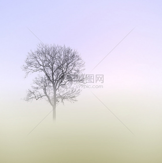 薄雾清晨草地农村环境场地图片