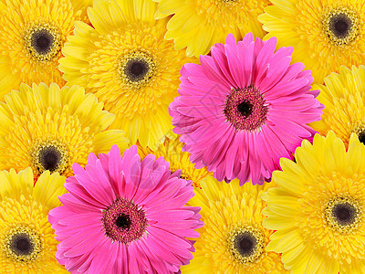 黄花和粉红花的概述背景图片