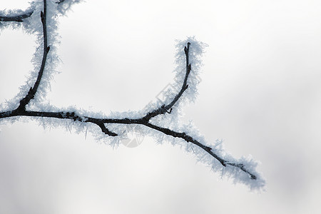 冰雪花卡片暴风雪水晶墙纸寒意温度森林分支机构松树冻结图片