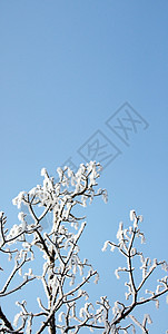 树上有雪温度松树季节森林卡片蓝色暴风雪公园天气水晶图片