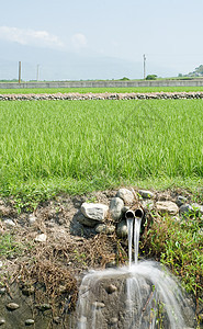 田地和田地农场热带培育管子环境植物导管文化农业场地图片