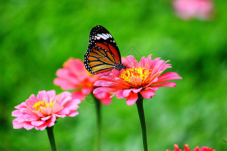 花朵和蝴蝶花园航班花瓣翅膀花蜜野生动物叶子橙子荒野宏观图片