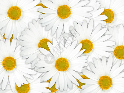 白色花花的概述背景图片