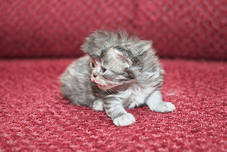 有趣的小猫咪哺乳动物冒充眼睛猫咪头发灰色胡须爪子宠物耳朵图片