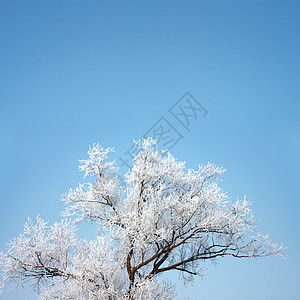 从冬天抽取的树木图片