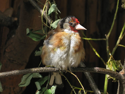 Goldfinch 黄金动物园晴天白色生活唱歌动物群绿色动物羽毛歌曲图片