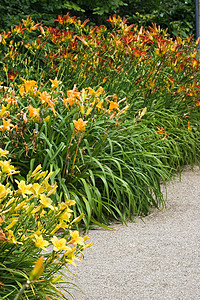 白日百合     终极夏花植物花粉植物群花瓣萱草雌蕊绿色百合阳光宏观图片