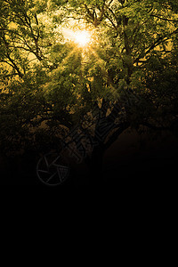 树橡木射线生长太阳娱乐风景树木晴天公园日光图片