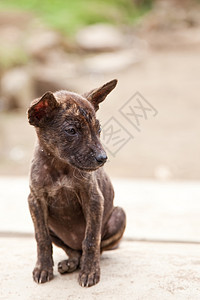 印度尼西亚的小型流浪狗背景图片