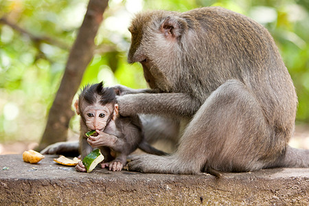 猴子家庭妈妈动物灵长类野生动物猕猴背景图片