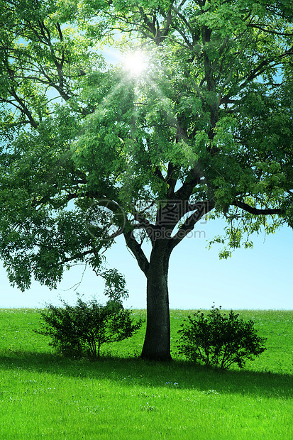 树树木生长天空橡木树干植物季节照片太阳风景图片
