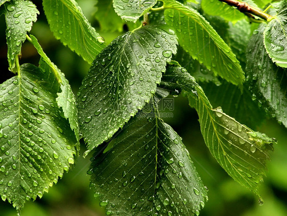 雨叶纹理图片