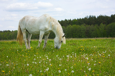 草地上的白马自由马背农场农业母马头发牧场摄影家畜鬃毛图片