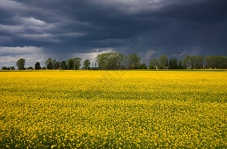 田野上的黄草 暴风雨图片