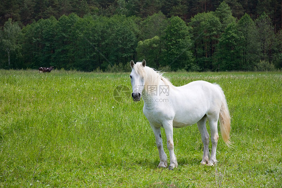 草地上的白马马背宠物头发母马农场鬃毛动物自由农业场景图片