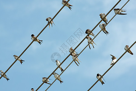 鸟类动物山雀金属野生动物蓝色移民力量电缆团体乡村图片