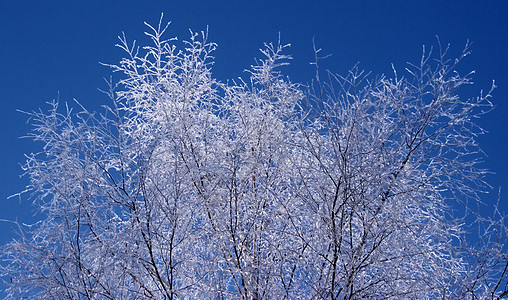 圣诞节风景森林天空树木蓝色晴天喜悦背景图片