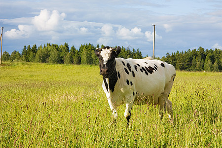 在草地上的牛季节土地天空哺乳动物植物农业奶牛爬坡农场自由图片