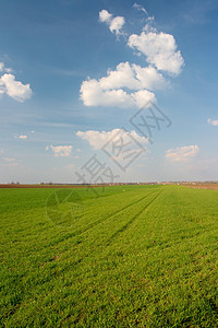 外地植物农田蓝色生长生活食物土地农村耕作谷物图片