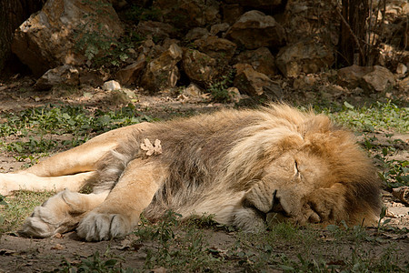 狮子男性动物场地捕食者野生动物荒野哺乳动物食肉危险动物园图片