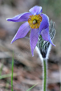 Pulsatilla 圆板专利权蓝色森林荒野宏观白头翁图片