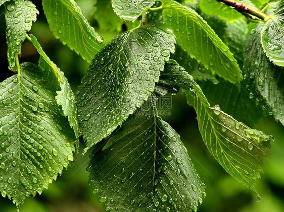 夏雨植被树木树叶榆树绿色图片