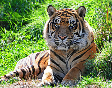 老虎丛林眼睛哺乳动物危险动物猎人捕食者野猫荒野野生动物图片