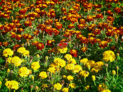 草地野花生态花瓣场地蝴蝶黄色环境花园红色植物群图片