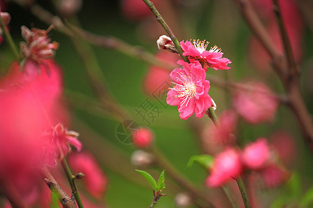 樱花花水果植物群压痛果园花瓣樱花花园宏观植物学季节图片