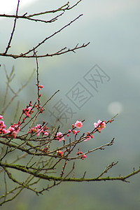 樱花花樱花插图墙纸枝条曲线压痛花瓣季节宏观植物图片