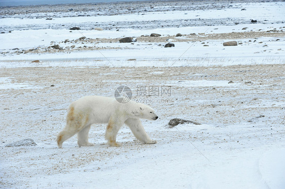 北极熊捕食者哺乳动物力量猎人野生动物气候海洋俘虏旅行濒危图片