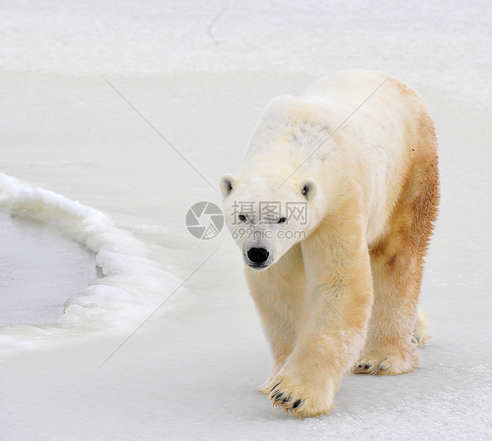 北极熊哺乳动物灭绝力量俘虏旅行捕食者危险毛皮爪子海洋图片
