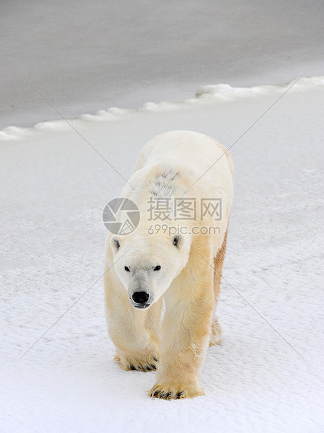 北极熊濒危哺乳动物气候荒野灭绝猎人旅行俘虏危险爪子图片