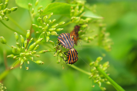 甲虫橙子红色叶子黑色植物宏观绿色天线花园动物图片