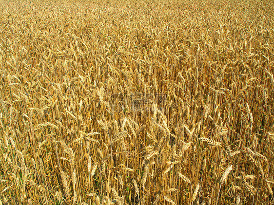 收获实地季节金子农场数字种子谷物饮食粮食食物牧场图片