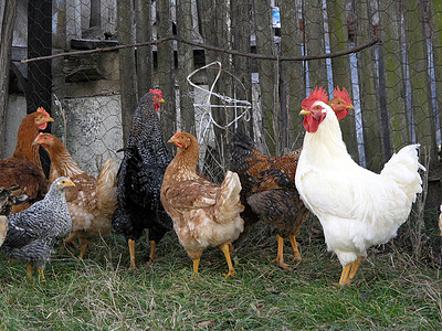 雌鸟家常便饭故障鸟类障碍母鸡公鸡家禽栅栏动物白色图片