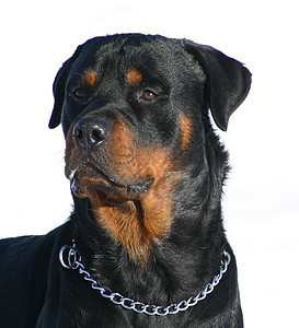 罗威纳犬黑色警卫纳犬宠物犬类动物图片