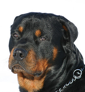 罗威纳犬警卫犬类动物纳犬宠物黑色图片