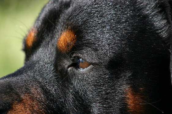 罗威纳犬宠物警卫动物眼睛犬类黑色纳犬图片