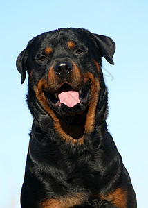 罗威纳犬动物黑色宠物纳犬犬类警卫图片
