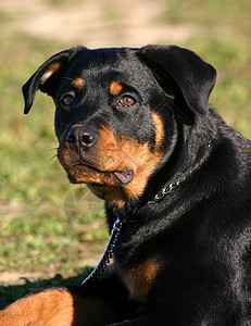 罗威纳犬动物犬类纳犬警卫宠物黑色图片