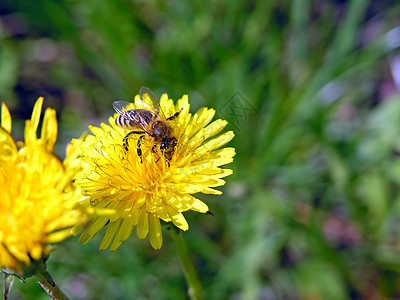 花朵上的蜜蜂食物密封植物晴天动物营养生物学植被产品花瓣图片