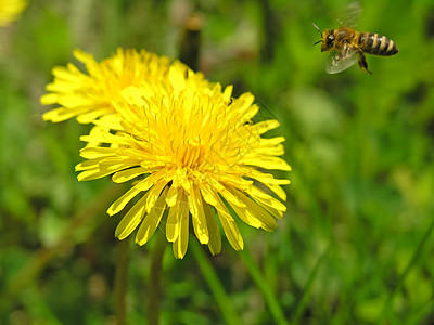 花朵上的蜜蜂花粉生物学牧场晴天植物生活草本植物蜂蜜营养场地图片