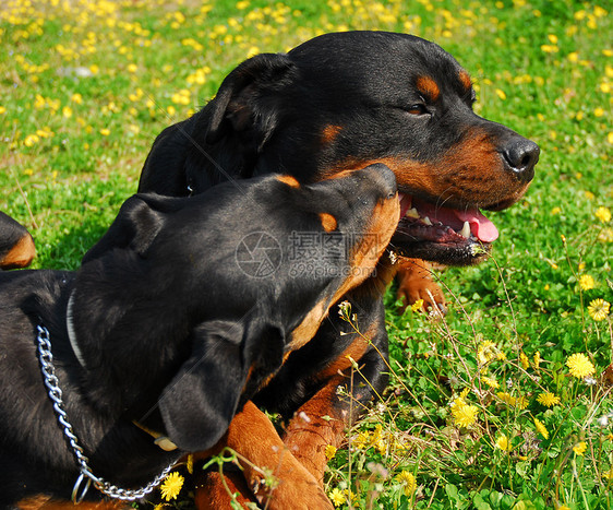 罗威纳犬小狗纳犬宠物犬类黑色动物警卫图片
