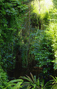 热带热带森林树木农村风景神话射线公园耀斑美丽晴天环境图片