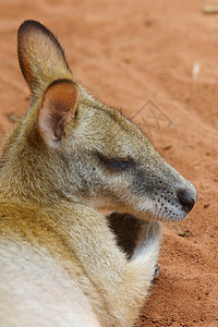 黄脚岩瓦拉比袋鼠黄色荒野野生动物岩石动物图片