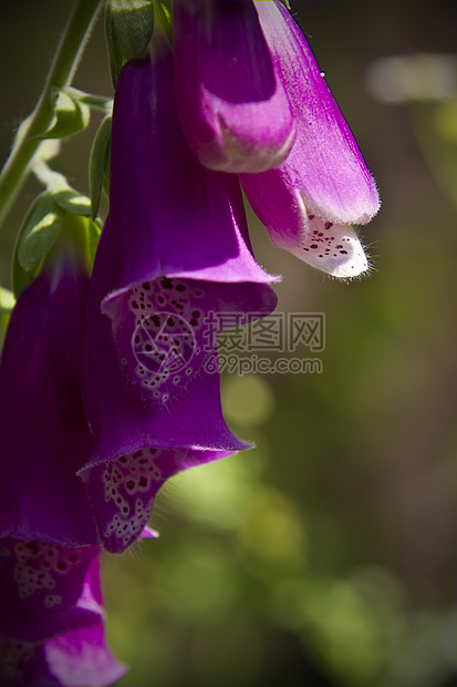 华丽的狐群高清图片下载正版图片320434778摄图网