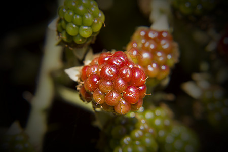 正在提取黑莓圆形食物荆棘植物水果红色绿色图片