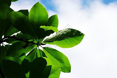 蓝色的天空中闪亮的木兰树叶植物群玉兰环境绿色木头晴天白色阳光生长生物质图片
